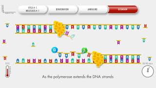 Animated PCR Real Time qPCR procedure [upl. by Michaeu]