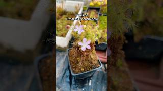 Drosera scorpioides drosera droserapigmea plantacarnivora plantascarnivoras [upl. by Burger]