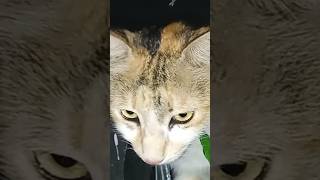 Cat eyes view meaow catlover cutecat ourcat meooww cat cute catsound meow meoww [upl. by Terry]