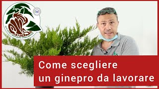 Caratteristiche di un ginepro da trasformare in bonsai [upl. by Ania]