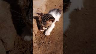 cat short video64 [upl. by Eneladgam]