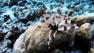 Feather Starfish Time Lapse  Maldives 20210322 [upl. by Nollahp]