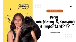 Why neutering and spaying is important  TUSKYampCHLOE [upl. by Pietro]