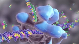 How Your Body Creates Proteins [upl. by Eirrod]