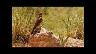 Pawnee National Grassland SelfGuided Bird Tour [upl. by Gnav]