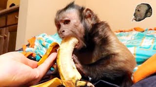 Capuchin Monkey amp Mushy Banana Part 2 [upl. by Ahsemo]