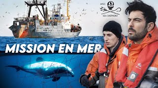 REPORTAGE 🐬💥 avec Sea Shepherd amp Demos Kratos  Partie 22 [upl. by Ellenohs]