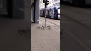 Watch a group of ducks stop at a traffic light😱🤯 shorts cool fyp foryou foryoupage [upl. by Tildie672]