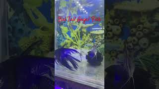 Veil Tail Angel Fish su6pm angelfish cichlids cichlid aquariumfish [upl. by Maxima]