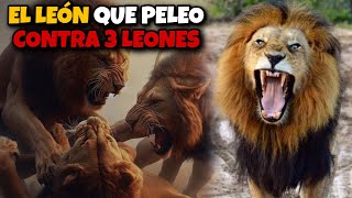 Kapama  el LEÓN que PELEO CONTRA 3 LEONES [upl. by Gonzales]