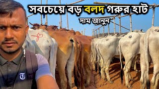 বাংলাদেশের সবথেকে বড় বলদ গরুর হাট😲  ইন্ডিয়ান বলদ গরুর বাজার  MrRajshahi [upl. by Ipoillak]