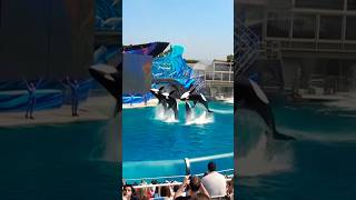 TravelAcorns Orcas Jumping Together at SeaWorld CALIFORNIA shorts viral travel orca crowdfire [upl. by Osana]