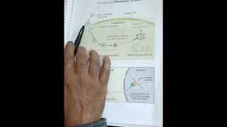 Mechanism of Hormone Action [upl. by Cherlyn]