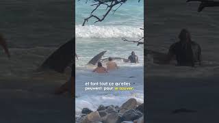 Une énorme créature marine sauvée de la plage [upl. by Thema652]