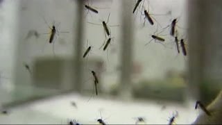 Mosquitoes invade New Mexico town [upl. by Annawak]