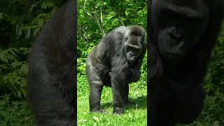 Shame on you gorilla tamidol makongo [upl. by Rawna]