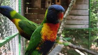 PAPAGO PARK CROATIA  EN Rainbow lorikeet Trichoglossus moluccanus [upl. by Dominique172]