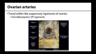 Gonadal Arteries  Learning Objectives [upl. by Nileak505]