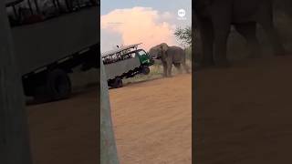 Shocking Zoo Footage Elephants Violent Outburst zoo elephant viral shorts tranding reels [upl. by Lochner343]