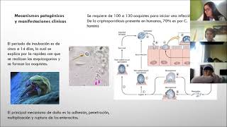 Cryptosporidium [upl. by Sybilla]