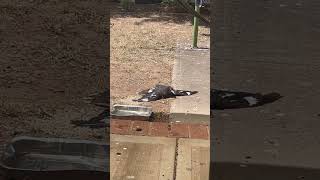 currawong sunning and magpie eating [upl. by Nelyaw222]