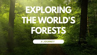 Exploring the Worlds Forests A Journey Through Natures Wonders  Natures Insight Channel [upl. by Punak]