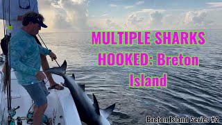 Multiple Sharks Hooked Breton Island [upl. by Faustina195]