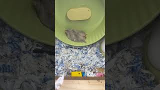 又被碰瓷了仓鼠宝宝的日常 仓鼠🐹 养鼠日常分享 它真的好像个小宝宝 萌宠出道计划 [upl. by Gustafson222]