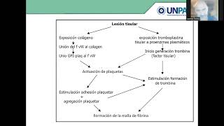 hemostasia clase 11 [upl. by Divod]