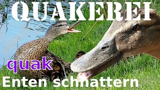 Enten quaken  QUAKEREI  Enten beim schnattern und quaken [upl. by Willy216]