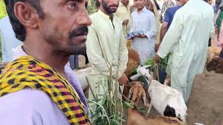 BAKRA MANDI MIRPUR SAKRO MAVESHI MANDI NEAR GHARO SINDH PAKISTAN [upl. by Oinegue]