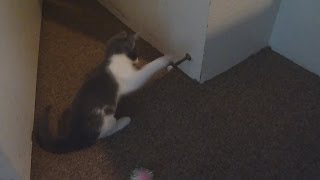 Kittens vs Door Stoppers [upl. by Moritz]