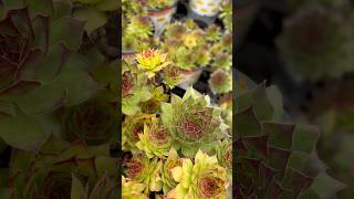 Vigoro®️Sempervivum ‘Black’ amp Sempervivum ‘Silverine’ garden plants shorts [upl. by Kaz396]