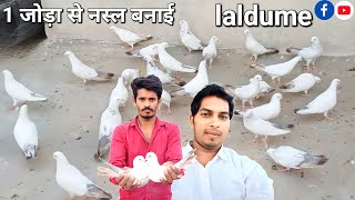 Lalddume kabutar ki puri nasal Bana di  lalduma kabutar  kyarish kadri pigeon [upl. by Aiselad]