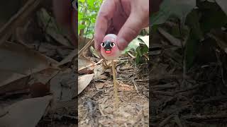 Survival Bushcraft Skills Aankh Candy 🤯camping outdoors survival bushcraft shorts skills [upl. by Emyam465]