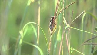 Neotibicen dorsatus cicada singing ventral view Sand Hills State Park KS Sept 8 2013 [upl. by Esinnej]