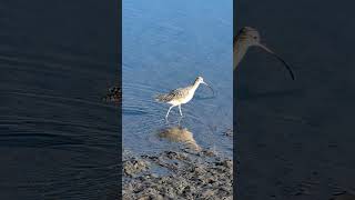 Longbilled Curlew 111124 [upl. by Eicyac]