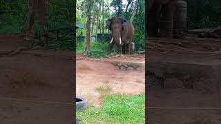 മണികണ്ഠന്റെ നിര് കാലം aanachandamaanapranthanaanapremielephant [upl. by Leahcimed]