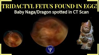 Tridactyl Fetus in Egg of Artemis The Real Pig Dragons [upl. by Idoc]