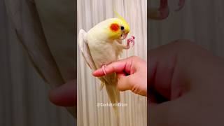 Adorable Cockatiels Cute Singing and Dancing Moments 😍 🎶 🦜 cockatielscraze [upl. by Osborn]