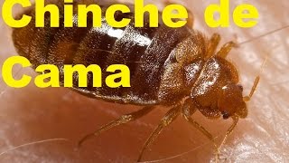 Datos y Curiosidades sobre las Chinches de Cama Extrerminar Chinches de Cama ElCoolFactShow Ep 6 [upl. by Artimid]