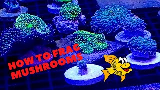 How to frag mushrooms [upl. by Nevah]