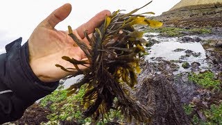 Coastal foraging for seaweed in HMB making Trader Joes seaweed snack [upl. by Nahgaem808]