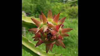 Dragon fruit 😍  satisfying time lapse [upl. by Eah]