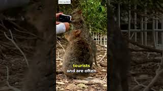 Meet the Quokka 🐻 Exotic Animal Thats Too Cute shorts shortsanimals [upl. by Fields]