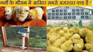 आखिर क्यों बंद होते है अधिकतर पोल्ट्री फार्म । poultry farm important tips [upl. by Keavy122]