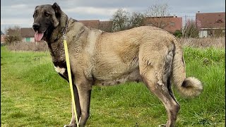 KÖPEKLER VE ÇOCUKLARLA BİRLİKTE BOL GÜNEŞLİ YEM YEŞİL DOĞADA KUŞ SESLERİ ALTINDA GÜZEL BİR GEZİNTİ [upl. by Darill138]