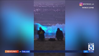 Crowds flock to Southern California beach to witness bioluminescent waves [upl. by Dalia]