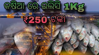 my first vlog in kassia fish market Hilshi fish 250rs only [upl. by Orit]