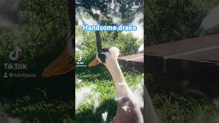 Handsome drake handsomedrake drakes cantabria farmpets [upl. by Josephina]